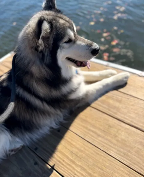 A dog on the dock